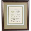 Image 10 : Six Antique Colored Prints of Shells
