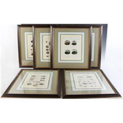 Six Antique Colored Prints of Shells