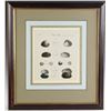Image 2 : Six Antique Colored Prints of Shells