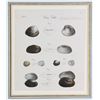 Image 3 : Six Antique Colored Prints of Shells