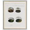 Image 5 : Six Antique Colored Prints of Shells