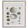 Image 7 : Six Antique Colored Prints of Shells