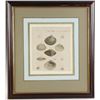 Image 8 : Six Antique Colored Prints of Shells