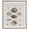 Image 9 : Six Antique Colored Prints of Shells