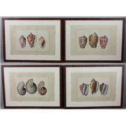 Four Antique Colored Prints of Shells