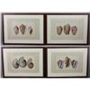 Image 1 : Four Antique Colored Prints of Shells