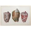 Image 2 : Four Antique Colored Prints of Shells