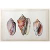 Image 3 : Four Antique Colored Prints of Shells
