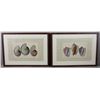 Image 6 : Four Antique Colored Prints of Shells
