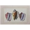 Image 7 : Four Antique Colored Prints of Shells