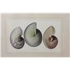 Image 8 : Four Antique Colored Prints of Shells