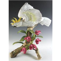 Connoisseur of Malvern Sulphur Crested Cockatoo