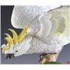 Image 7 : Connoisseur of Malvern Sulphur Crested Cockatoo