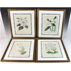 Set of Hand Colored Botanical Prints