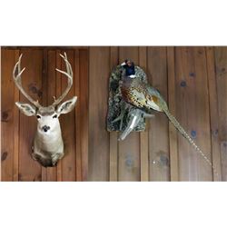 Deer Head Trophy & Taxidermy Pheasant