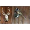 Image 1 : Deer Head Trophy & Taxidermy Pheasant
