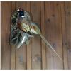 Image 5 : Deer Head Trophy & Taxidermy Pheasant