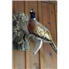 Image 7 : Deer Head Trophy & Taxidermy Pheasant