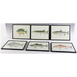 Antique Colored Prints of Fish by Denton