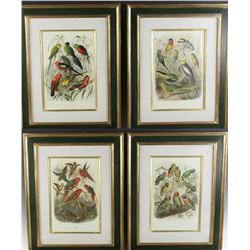 Four Antique Colored Prints of Birds
