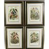 Image 1 : Four Antique Colored Prints of Birds