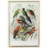 Image 4 : Four Antique Colored Prints of Birds