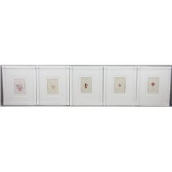 Nine Antique Colored Prints of Coral