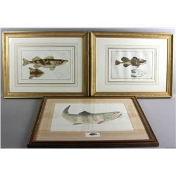 Three Antique Colored Prints of Fish