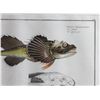Image 5 : Three Antique Colored Prints of Fish