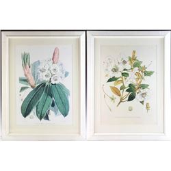 Pair of Framed Botanical Prints