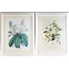 Image 1 : Pair of Framed Botanical Prints