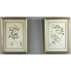 Pair of CA 1759 Botanical Engravings