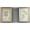 Image 1 : Pair of CA 1759 Botanical Engravings