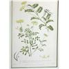 Image 5 : Pair of CA 1759 Botanical Engravings