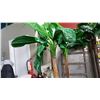 Image 2 : 2 LARGE ARTIFICIAL BANANA TREES APPROX. 8/9 FEET TALL