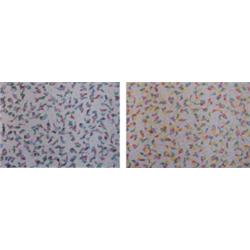 Chemeche (20th Century) Israeli (two), UNTITLED, (two) a pair of color lithographs, each signed...