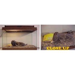 Contemporary School, AQUARIUM LANDSCAPE WITH SHOE AND CUP, assemblage in a glass aquarium, with...