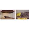 Image 1 : Contemporary School, AQUARIUM LANDSCAPE WITH SHOE AND CUP, assemblage in a glass aquarium, with...
