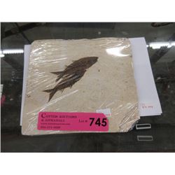 Green River Formation Fossil