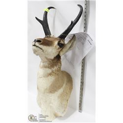 2X2 MOUNT HARVESTED 36 YEAR OLD ANTELOPE HEAD