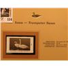 Image 2 : 1999 Iowa-Trumpeter Swan Waterfowl $5.50 Stamp. Mint Condition with literature, unsigned.