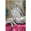 Image 1 : Taxidermied Horned Owl