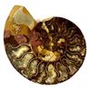 Image 1 : Beautiful Polished Ammonite Fossil