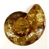 Image 2 : Beautiful Polished Ammonite Fossil