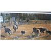 Image 2 : LEP SORTING OUT THE NEIGHBORS CATTLE BY JOHN SCHNURRENBERGER 24685