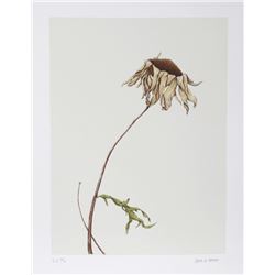 Paul Arthur Jansen, Dry Daisy, Lithograph