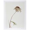 Image 1 : Paul Arthur Jansen, Dry Daisy, Lithograph