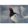 Image 2 : Ptarmigan Hunt in Alaska - Alpine Creek Lodge