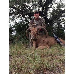 Four Day Free Range Texas Aoudad Hunt
