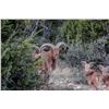 Image 2 : Four Day Free Range Texas Aoudad Hunt